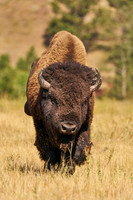 Buffalo_1000