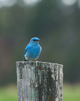 Bluebird_2001_DSC0978