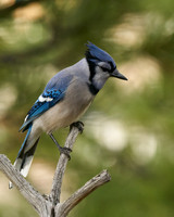 Bluejay2005_DSC7749