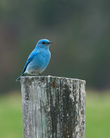 Bluebird_2000_DSC0975