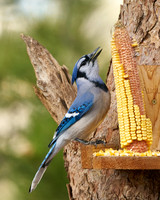 Bluejay2004_DSC7643