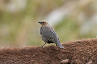 Cowbird_2003_DSC1012