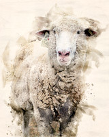 Sheep2Y