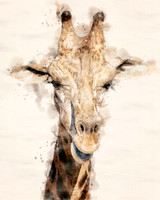 Giraffe_WC