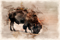 Bison1