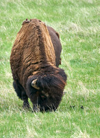 Bison_1033