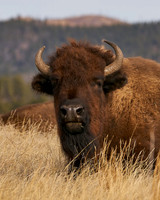 Buffalo43_DSC0189