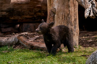 Bear Country_3004_DSC0879