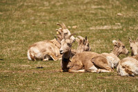 Bighorn_3021_DSC0687