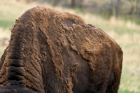 Buffalo_1006_DSC0994