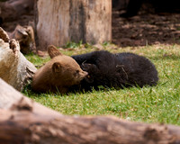 Bear Country_3009_DSC0890