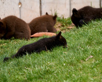 Bear Country_3010_DSC0893