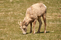 Bighorn_3022_DSC0689