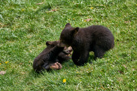 Bear Country_3013_DSC0910