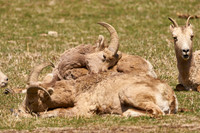 Bighorn_3024_DSC0691