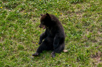 Bear Country_3015_DSC0920