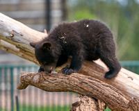 Bear Country_3008_DSC0886