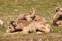 Bighorn_3025_DSC0692