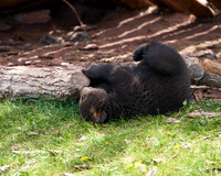 Bear Country_3012_DSC0902