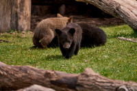 Bear Country_3006_DSC0883