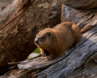 Bear Country_3003_DSC7261