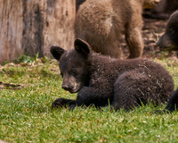 Bear Country_3007_DSC0884