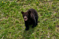 Bear Country_3014_DSC0918